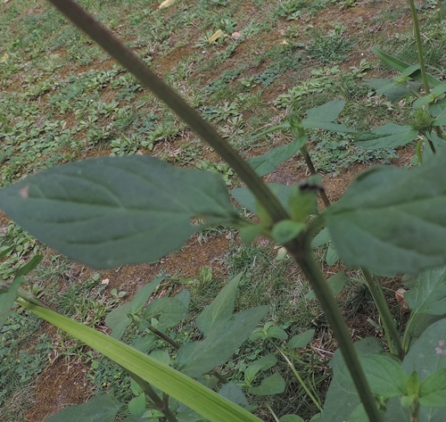 Prunella vulgaris (lamiaceae)